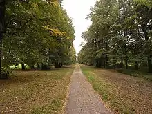 Die Pieschner Allee mit alten Linden