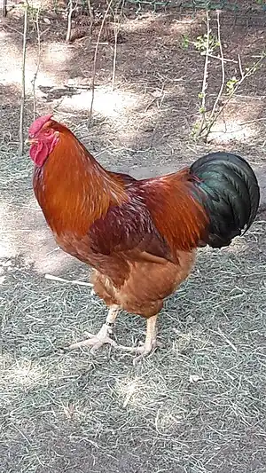 Dresdner (Huhn)