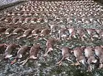 Streckelegen nach einer Treibjagd auf Feldhasen in Niedersachsen