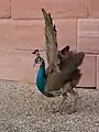 Drohgebärde eines männlichen Blauen Pfau