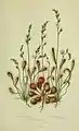 Sonnentau aus The Flowering Plants of Great Britain
