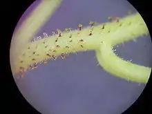 Nichtdrüsige Emergenzen von Drosera indica (Australische Form)