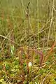Hybride aus D. anglica x D. rotundifolia: Drosera x obovata