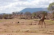 Ruaha-Nationalpark