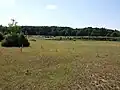 Sandtrockenrasengebiet bei Darány