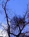 Riemenblume im Winter