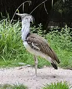 Riesentrappe