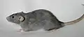 Profil einer Dumbo-Ratte