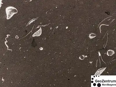 Ein Floatstone: Vergleichsweise große Komponenten schwimmen in einer feinen mikritischen Matrix. Bildbreite 20 mm.