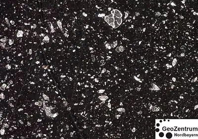 Ein Wackestone. Erkennbar mehr Komponenten als der Mudstone, jedoch überwiegend kleine Komponenten, die in der feinen Matrix eingebettet sind. Bildbreite 10 mm.