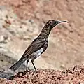 Dusky sunbird
