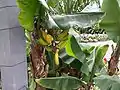 Bananen