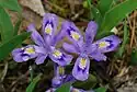 Iris lacustris