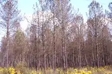 Sterbender Kiefernwald in den Landes