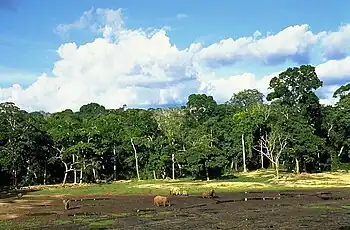 Offene Waldlichtungen sind charakteristisch für das Dzanga-Sangha-Schutzgebiet