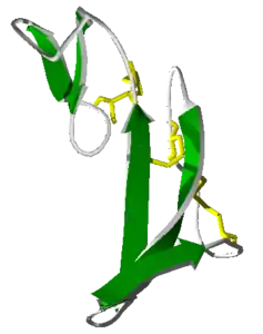 Epidermal Growth Factor (EGF)