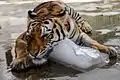 Ein Tiger liegt auf einem Eisblock. Sein Fell ist orange und von weißen und schwarzen Strukturen durchzogen.