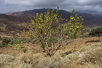 Habitus am Naturstandort: Afar-Region, Äthiopien