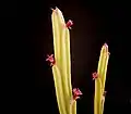 Bei Euphorbia attastoma erscheinen die roten Cyathien einzeln oder in kleinen Gruppen
