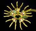 Bei Euphorbia globosa ist die Höhlung des Involukrums gut erkennbar. Die Nektardrüsen tragen fingerförmige Anhängsel
