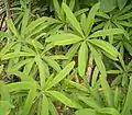 Euphorbia milii var. longifolia
