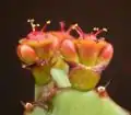 Einfache Zymen bei Euphorbia opuntioides mit den seitlichen Cyathien im Knospenzustand