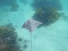 Rochenart Myliobatis tenuicaudatus