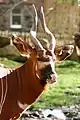 Bongo
