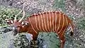 Östlicher Bongo (Tragelaphus eurycerus isaaci)
