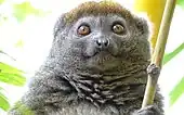 Östlicher BambuslemurHapalemur griseus