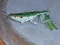 Weibchen mit erbeuteter Heuschrecke