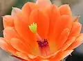 Gespaltene grünliche Narbe mit noch geschlossenen Narbenlappen an Echinocereus scheeri var. obscuriensis