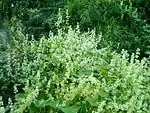 Habitus und Blüten