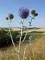 Die Ruthenien-Kugeldistel (Echinops ritro subsp. ruthenicus) tritt im Pannonikum in Österreich nur selten auf und gilt als gefährdet.