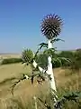 Ruthenien-Kugeldistel (Echinops ritro subsp. ruthenicus), in Österreich gefährdet.