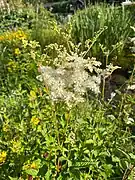 Echtes Mädesüß (Filipendula ulmaria)