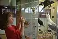 Ausgestellte Vögel im Ecomare