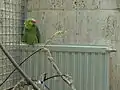 Ecuadoramazone