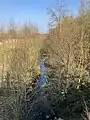 Unterlauf bei Haus Havichhorst