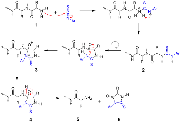 Edmann-Abbau (Mechanismus)