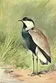 Spornkiebitz aus Egyptian Birds (1909)