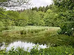 ehem. Hammerteich im Mittellauf der Brambecke