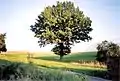 Eiche im Sommer