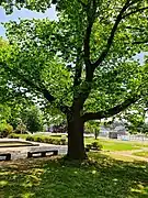 Eiche am Gefallenendenkmal