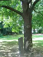 Eiche und Basaltsäule aus der Aktion 7000 Eichen von Joseph Beuys, Haroldstraße 4