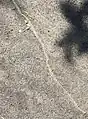 Sich in Schlangenform auf dem Boden fortbewegende Eichen-Prozessionsspinner