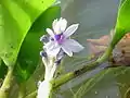 Azurblaue Wasserhyazinthe (Pontederia azurea)