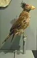 Confuciusornis sanctus, Unterkreide, Lebendrekonstruktion