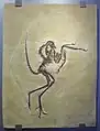 Wellnhoferia, eigene Gattung (ursprünglich als Archaeopteryx beschrieben)