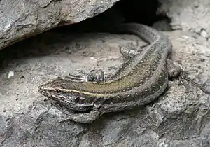 Kleine Kanareneidechse (Gallotia caesaris gomerae)